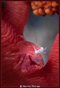 Red crab by Nonna Pokras 